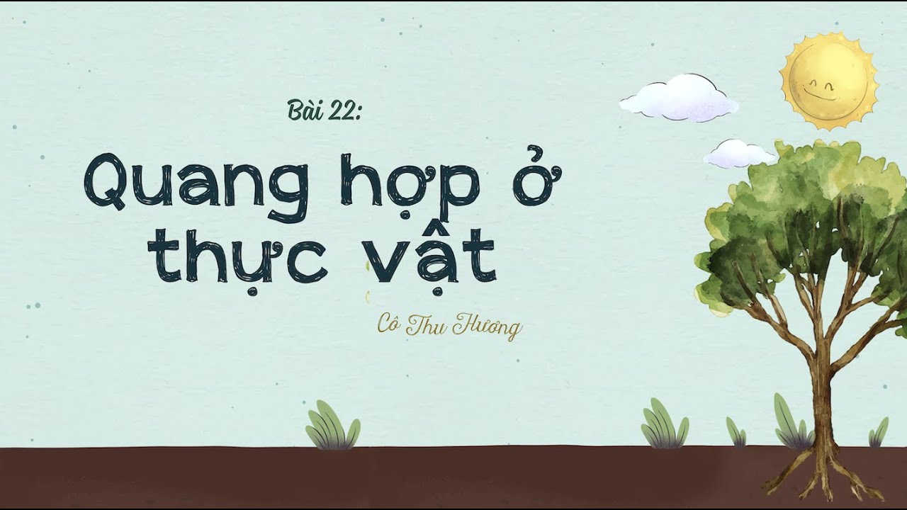 Bài 22: Quang hợp ở thực vật - Khoa học tự nhiên lớp 7 - Kết nối tri thức với cuộc sống - OLM.VN