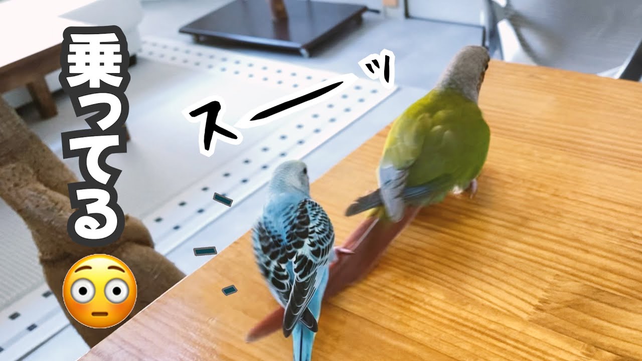 先輩インコに乗る新米インコ|ケージデビュー|一人餌への道【セキセイインコ 雛 生後1ヵ月半】