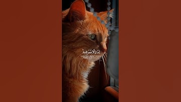 أكتب شئ توجر عليه ❤️😴 قران كريم | عبد الرحمن مسعد