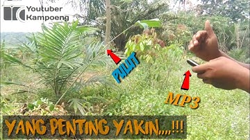 Mikat burung glatik batu yang susah turun || pakai pulut dan mp3
