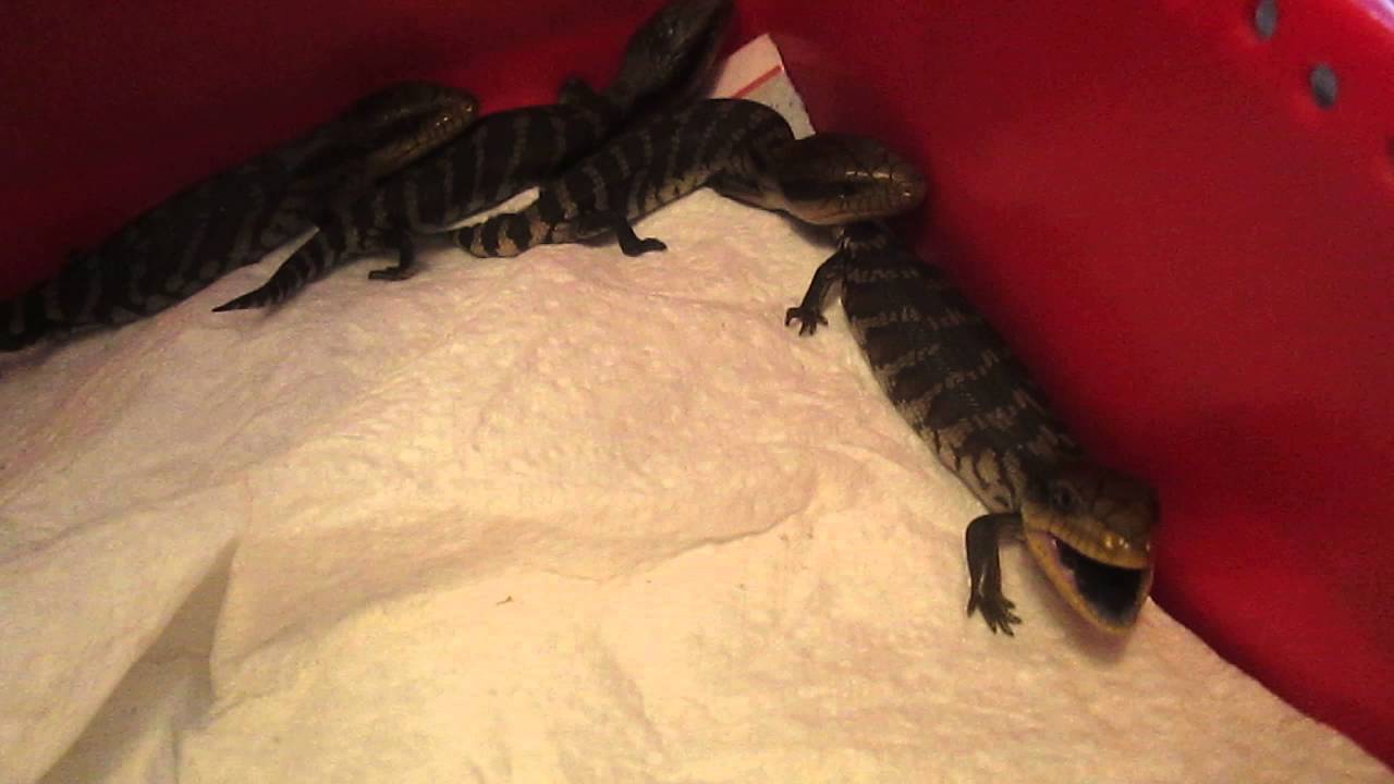 trademark meaning Baby copperheads 1
