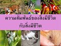 วิทย์ ป.4 คาบ 22 ความสัมพันธ์ระหว่างสิ่งมีชีวิต