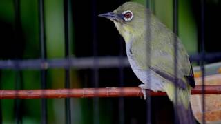 VIDEO BURUNG PLECI KALIMANTAN ISIAN MANTAP PUNYA KANG IDUY