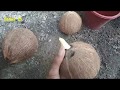 Step by step membuat bonsai kelapa dari awal (Tunas)