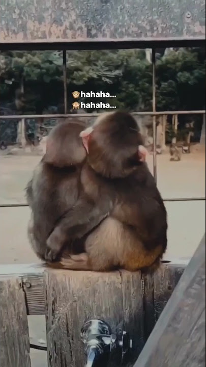 monyet lucu pacaran #monyetlucu