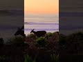 Deer enjoying a beach dinner at sunset. Montana de Oro State Park. Los Osos, CA