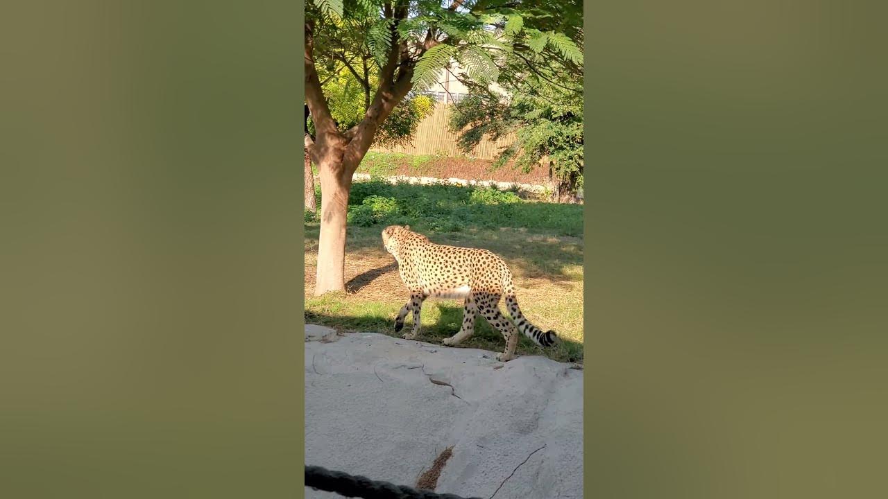 CheetahDubai safarishort video animal YouTube
