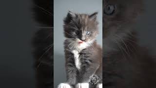 🥹 Maine Coon Kitten | Music Video | Maine Coons Cats #kitten by SlowBlink Maine Coons 67 views 13 days ago 1 minute, 59 seconds