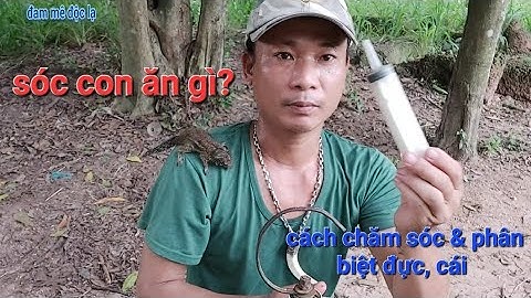 Sóc Con Ăn Gì | Cách Chăm Sóc & Phân Biệt Giới Tính | @đammêđộclạ