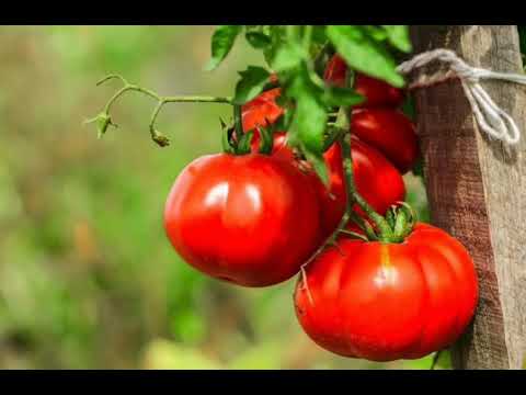 HOW TO FEED TOMATOES IN JUNE AND JULY DETAILED INFORMATION IN THE DESCRIPTIONS