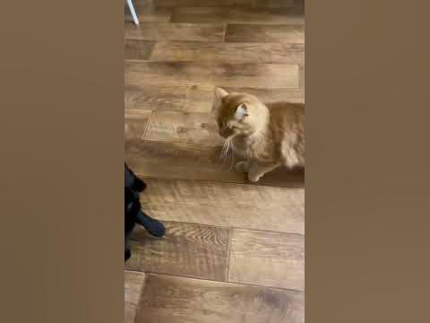 Наглый рыжий кот 🐈😅 - YouTube