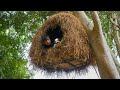 Building Bird Nest Tree House