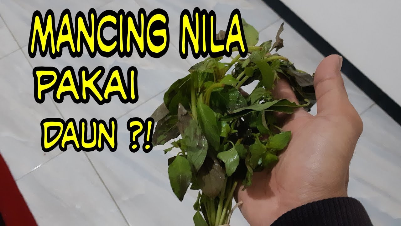 UMPAN NILA lumut campur kemangi