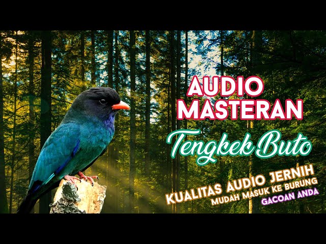 #12 Audio Masteran Suara Burung Tengkek Buto + Jeda + Gemricik Air jernih class=