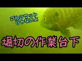 【琵琶湖の水中動画】堀切の作業台の下