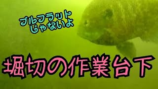 【琵琶湖の水中動画】堀切の作業台の下