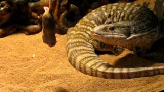 Varan Steewy Vs Death Mousse049.Avi