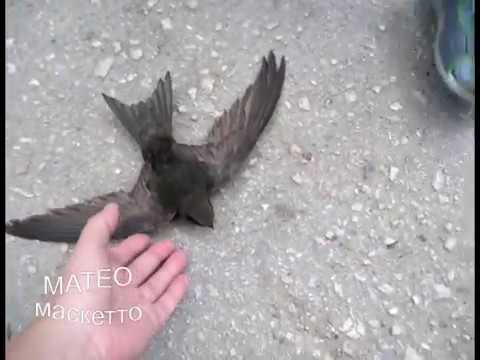 Как спасти птицу
