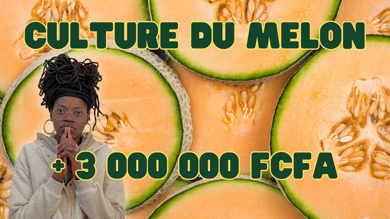 CULTURE du MELON + rentabilité