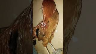 Desi Aseel Cross Roster Aseel