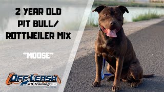 PIT BULL/ROTTWEILER MIX/DOG TRAINING