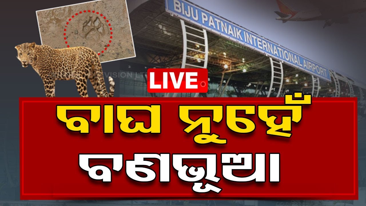 ????Live | ବାଘ ନୁହେଁ, ବଣ ଭୂଆ | Bhubaneswar Airport  Live | Odisha TV | OTV