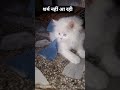 Trending Cat Comdeyclub Funny Shortsfeed Viralvideo
