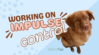 Managing a Dog’s Impulse Control - Training Guide - Retriever Edition by A Duck Toller Named Sable 1,086 views 1 year ago 6 minutes, 23 seconds