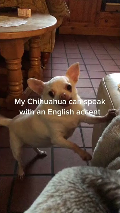 My Chihuahua Can Speak With An English Accent! Credit pawmasterdoggrooming