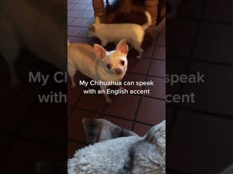 My Chihuahua Can Speak With An English Accent! Credit pawmasterdoggrooming