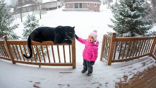 Dangerous Animals Caught Being Friendly