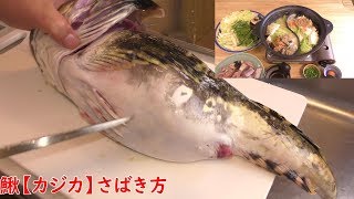 衝撃 パンパンの鰍のお腹からすこいものがでてきたー鰍 カジカ さばき方 カジカ鍋作り方 Youtube 衝撃 パンパンの鰍のお腹からすこいものがでてきたー鰍 カジカ さばき方 カジカ鍋作り方 Youtube