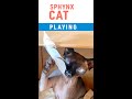 Sphynx Cat Playing with Feather | #shorts