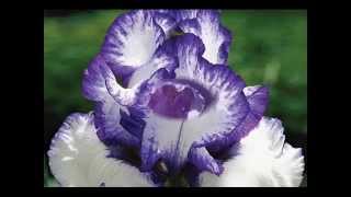 Обворожительные ирисы(Их еще называют касатиками.Очень неприхотливый цветок,но каков красавец на клумбе! Размножьте его у себя,..., 2014-12-02T17:03:56.000Z)