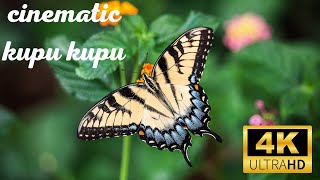 Cinematic Video Kupu kupu Cantik Aesthetic | Background Music For Video | Footage Kupu Kupu Cantik