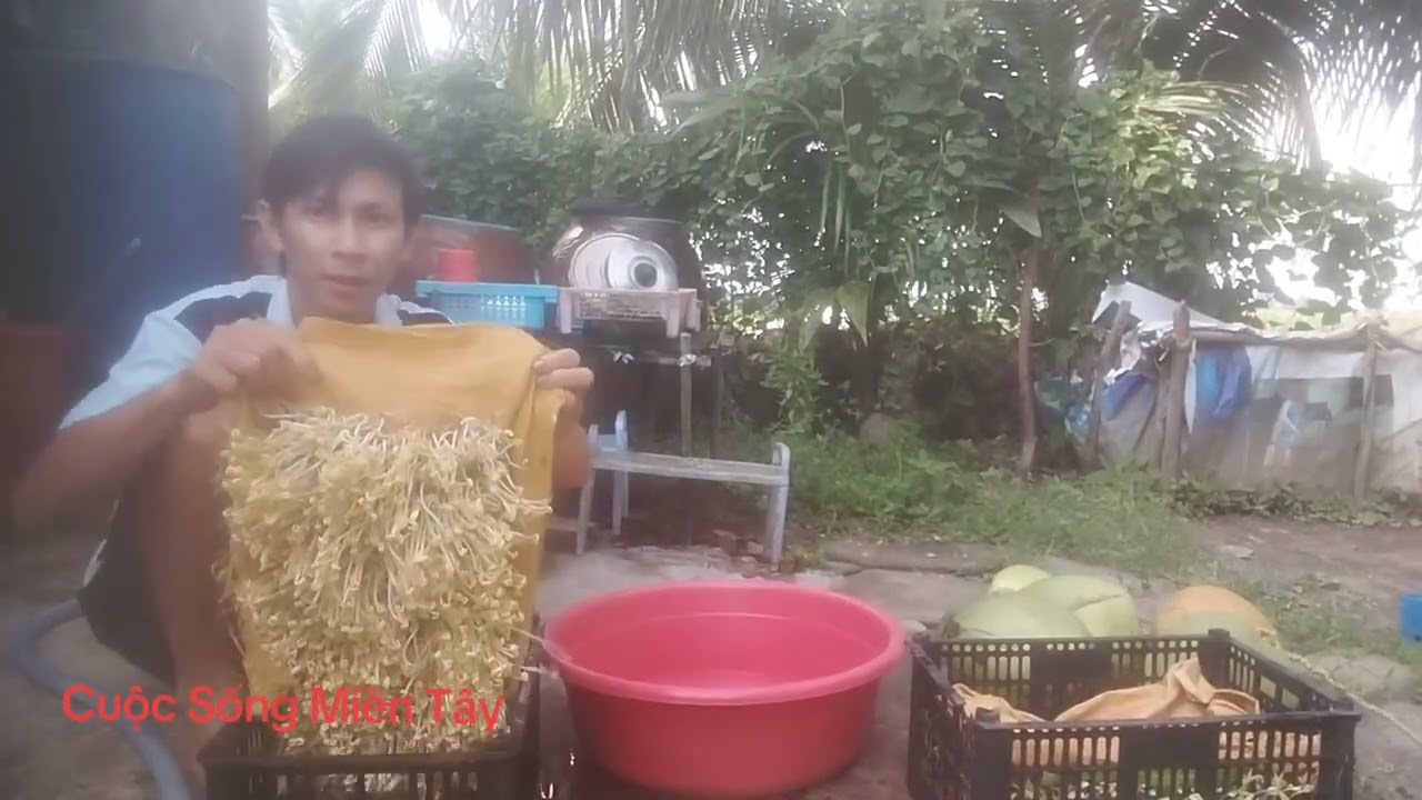 Mời mọi người cùng Cuộc Sống Miền Tây thu hoạch giá đỗ.