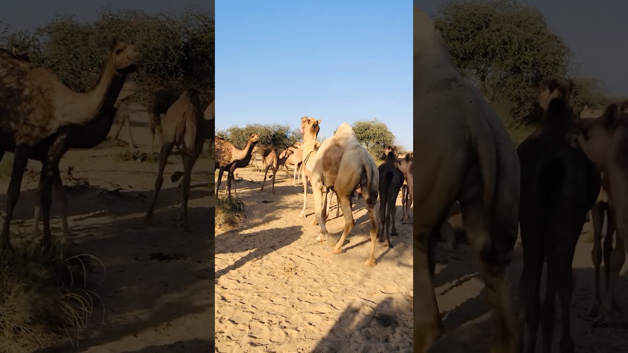 Camel Is Happy Camel Voice 