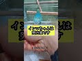 インコちゃんの歌の練習を邪魔するとどうなるの？　 #セキセイインコ #コザクラインコ #可愛い #lovebird #かわいい #歌#練習