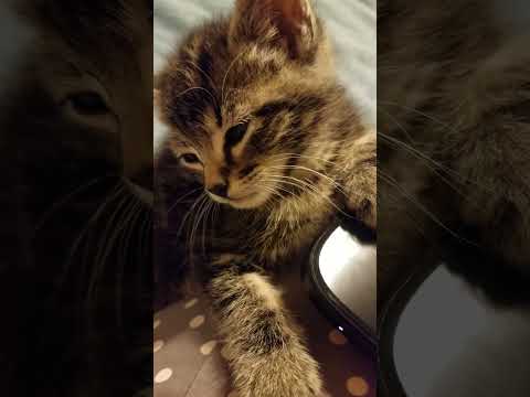 Засыпаем под ритм /falling asleep with the beat #kitten #кошечки #кошки #домашниеживотные #shorts