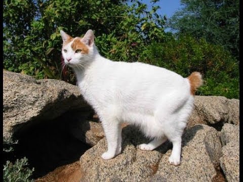 Animal Planet  :  Cats 101 ~ Japanese Bobtail