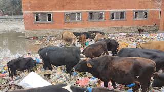 Cattle  feeding dumping ground