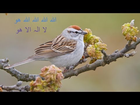 Allah Allah Allah Hoo La Ilaha Illa Hoo Naat Lyrics In Urdu