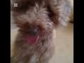 Milo the good boy🦴🐾 #dog #funny #funnyshorts