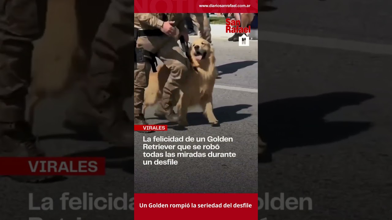 Un Golden rompió la seriedad del desfile