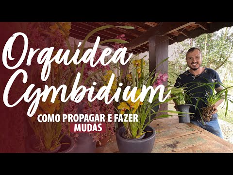 Vídeo: Como as orquídeas cymbidium se reproduzem?