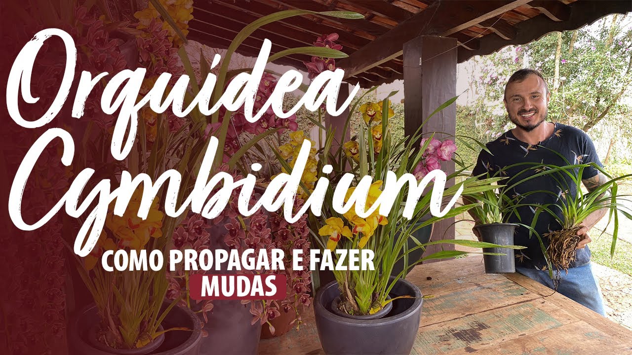 ORQUÍDEA CYMBIDIUM : Como PROPOGAR e fazer MUDAS