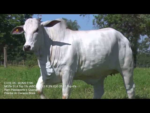 lote 05   bons 5190