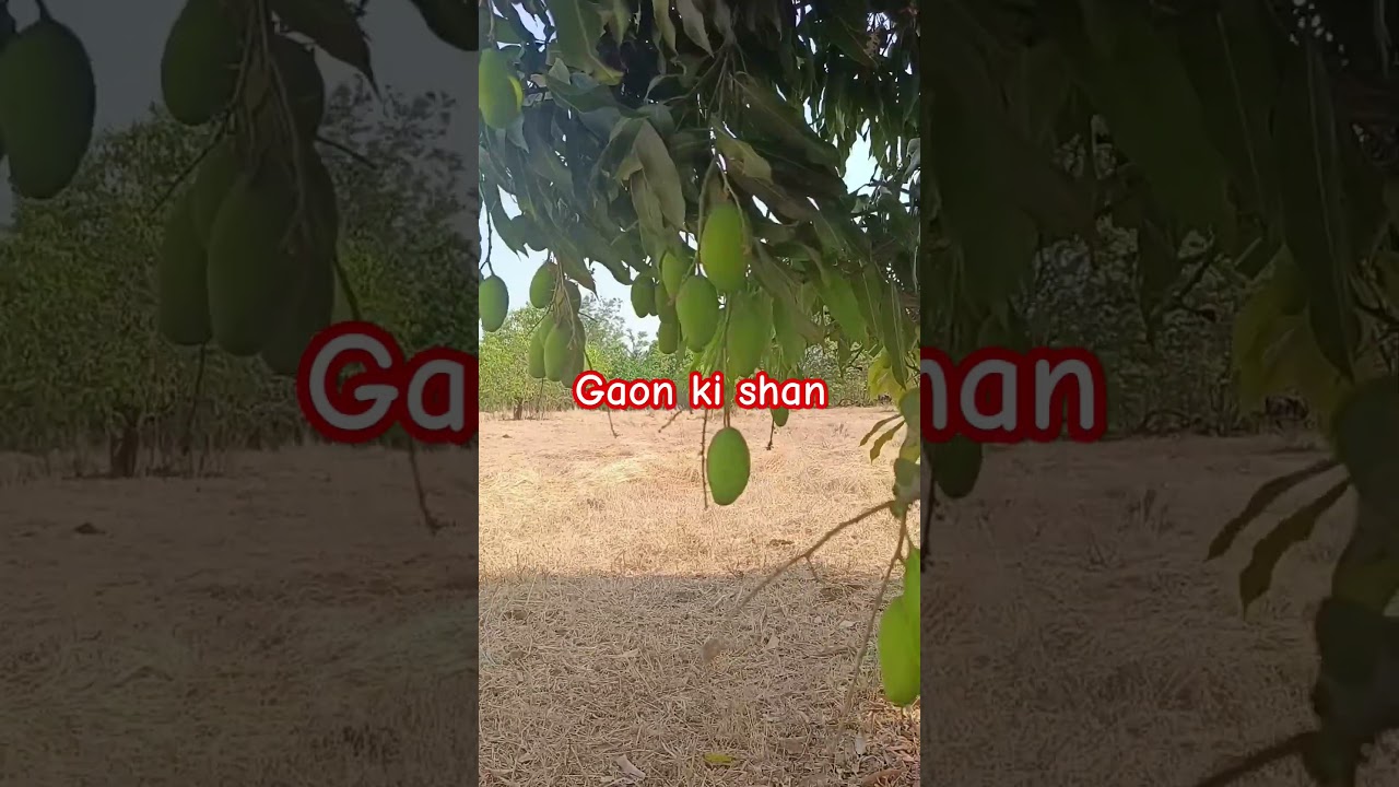 Desi aam l village status 