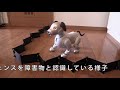 aibo  イチロー  転落等の防止策としてパナソニックのフリーフェンスMC-ARF1(ロボット掃除機用）を試して見ました。