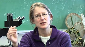 Backyard phenology - Citizen Science: Bee curious!